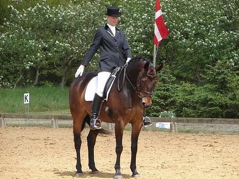 Dansk Varmblod † Elmevangs Maine † - Maine og jeg hilser på dommeren ved Blåvandshuk Rideklubs distriktsstævne d. 4/6-06 billede 4