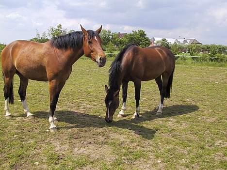Anden særlig race Dina - Dina med sit ene "føl" Castello <3 billede 2