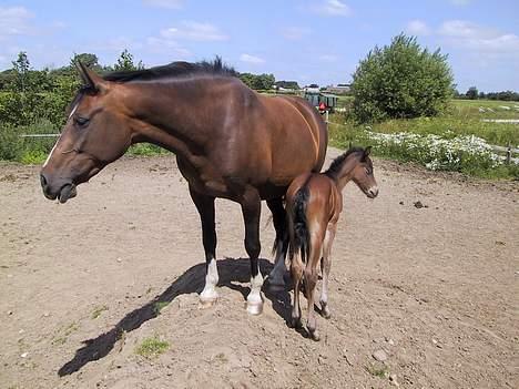 Anden særlig race Dina - Dina med Landi ved siden <3 billede 5