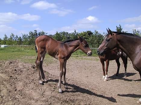 Anden særlig race Dina - Lille Landi og et Dina hoved :) billede 6