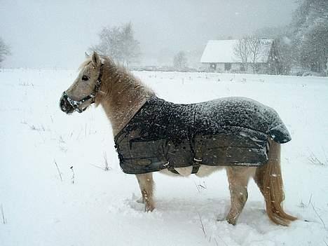 Anden særlig race Sorte Silke - Silke ude i sneen , 29 / 12 - 2005 billede 1