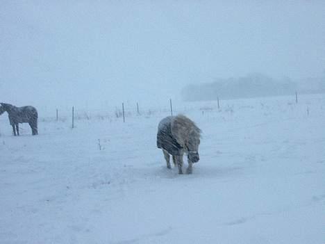 Anden særlig race Sorte Silke - Uhh , Jeg får jo alt sneen i hovedet , jeg vil væk . 29 / 12 - 2005 billede 2