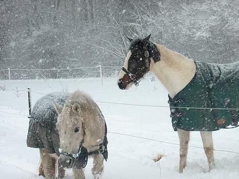 Anden særlig race Sorte Silke - Silke og Dixie i sneen  29 / 12 - 2005 billede 3