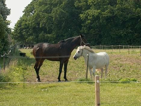 Anden særlig race Sorte Silke - Sjus og Silke i sommers 2005 ,  billede 4