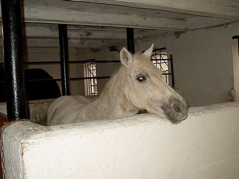 Anden særlig race Sorte Silke - Silke i stalden , Hva er det der sker dernede ? 30 / 9 - 2005 billede 5