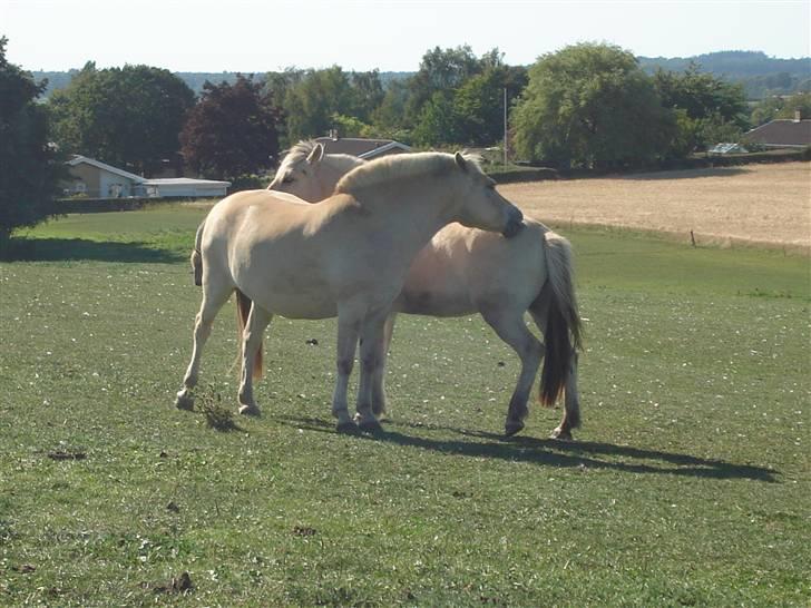 Fjordhest Gårdens Ronja *†* - Ronja og Josef på folden, Juli 2008. billede 11