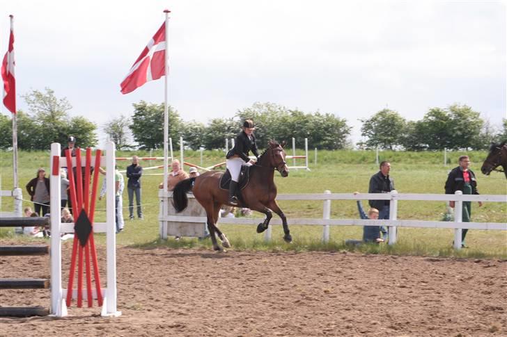 Hollandsk Varmblod Saffier billede 2