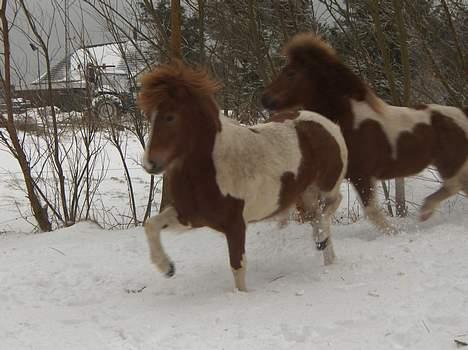 Islænder Skjalda fra Bakholm - Skjalda (forrest) og Sefja (bagerst) i sneen d. 20 januar 06 billede 7