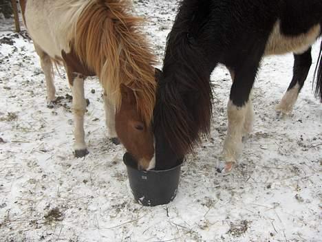 Islænder Skjalda fra Bakholm - Skjalda og Vængur drikker vand af samme spand.. Det var hårdt at løbe i sneen! billede 8