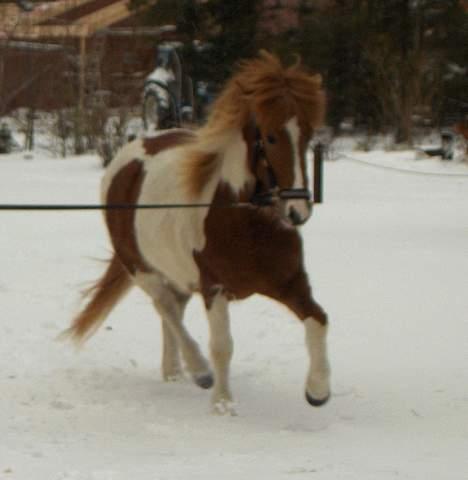 Islænder Skjalda fra Bakholm - Skjalda i longen for første gang i sit liv! billede 10