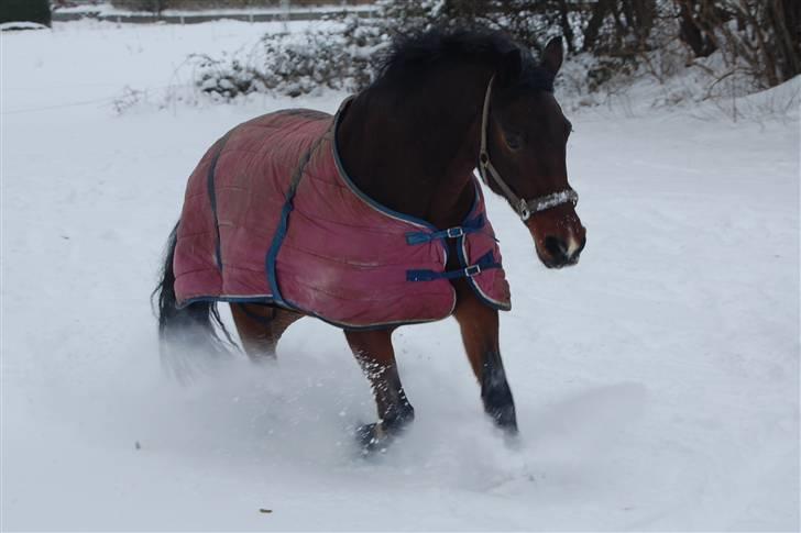 Oldenborg Skolekobbels Hannibal - ELSKEER DIIGG MIN SKAATT os to for altid du er min vinder hest....<3<3<3 Lb1 i augustenborg... billede 13