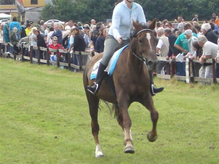 Traver Pam n s  •RIP• - pandrup galopløb billede 13