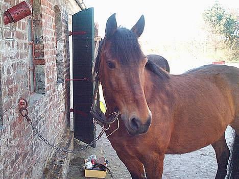 New Forest Fanny || Gammel part :( - hov hvad er det der er der ? er det nogen der tager billeder ? billede 1