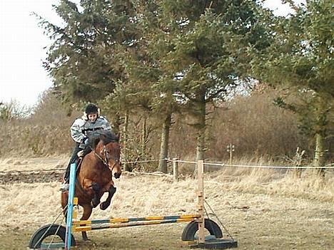 New Forest Fanny || Gammel part :( - hopper lige lidt .. <3 billede 3