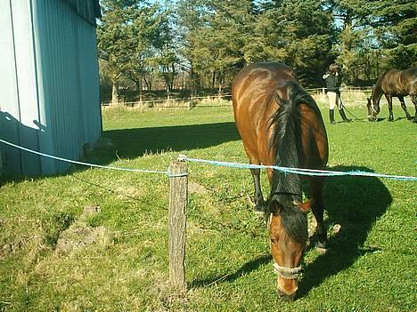 New Forest Fanny || Gammel part :( - står og græsser lidt .. <3 billede 4