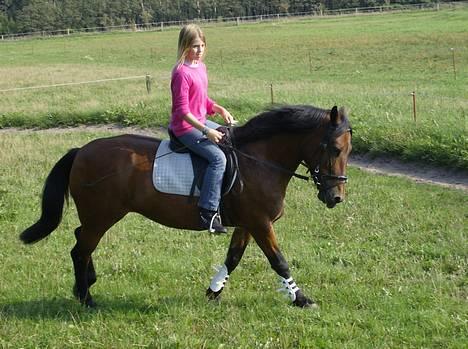 New Forest Fanny || Gammel part :( - ridder .. <3 billede 8