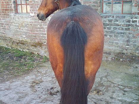 New Forest Fanny || Gammel part :( - når enden er god er ALT TING godt  billede 10