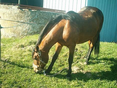 New Forest Fanny || Gammel part :( - græsser .. <3 billede 13