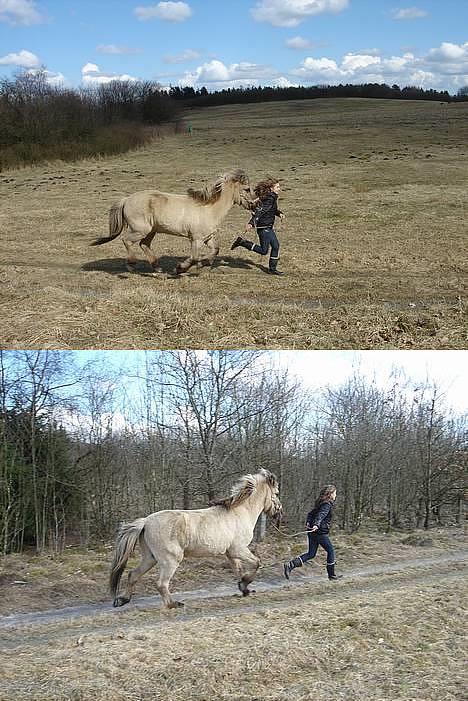 Islænder Hildingur fra ValhalSOLGT - 1. Fuld galop... FEDT! :D 2. Hille traver og jeg løber... :) Hehe... billede 4