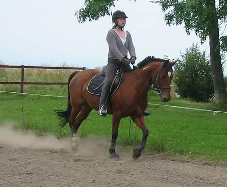 Traver Danielle *Solgt* - Igen :) billede 3