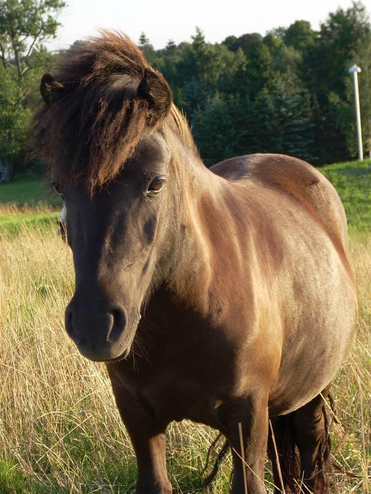 Shetlænder Machop - en dejlig aften<333 billede 1