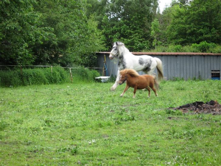 Shetlænder Herkules - ha ha hercules er hurtiger ind sheiken, meen hvor længe være det? billede 13