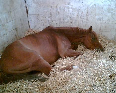 Anden særlig race Sebastian - Maj 2006. Et ømt øjeblik! billede 20