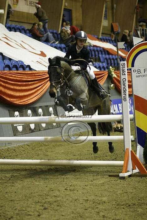 Anden særlig race Galway Cliff - mig og galway på vilhelmsborg til danish chrismas show 2005 billede 10