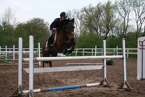 Anden særlig race Galway Cliff - springundervisning ved Thomas Jensen billede 11