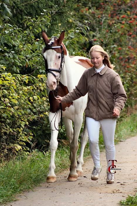 Pinto S. P. Miss Dixie**SOLGT** - fra kåring... Billedet er købt og taget af Trine Christensen...  billede 19