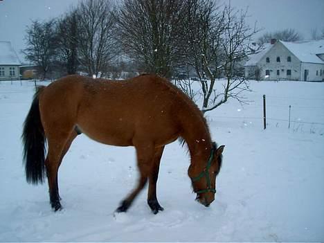 Anden særlig race Stjerne  billede 9