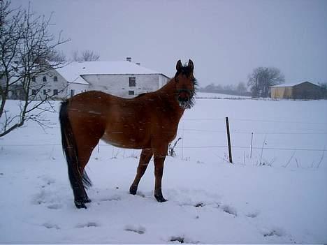 Anden særlig race Stjerne  billede 11