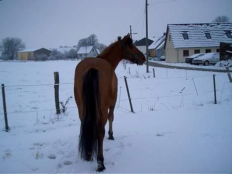 Anden særlig race Stjerne  - se lige miin smukke røv.. billede 12