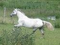 Welsh Pony (sec B) Stendyssens Swinging Sun†