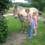 Fjordhest Fjordlys Martha