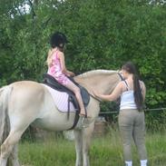 Fjordhest Fjordlys Martha