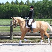 Palomino Skov's Pangaya