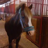 Anden særlig race Jonathan