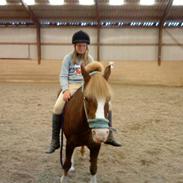 Anden særlig race Jonathan