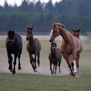 Dansk Varmblod landlysts Fellini