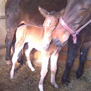 Anden særlig race Candy