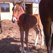 Anden særlig race Candy