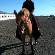 Anden særlig race Henning <3