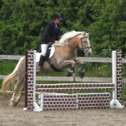 Haflinger Isostar  gammel part