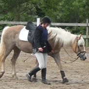 Haflinger Isostar  gammel part