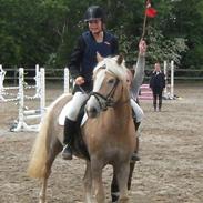 Haflinger Isostar  gammel part