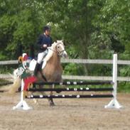 Haflinger Isostar  gammel part