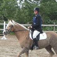 Haflinger Isostar  gammel part