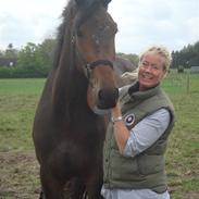 Dansk Varmblod don romino