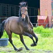 Dansk Varmblod don romino